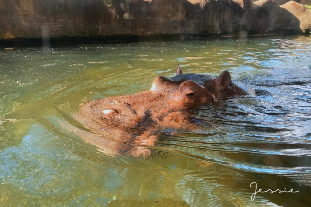 臺北市立動物園－河馬游泳