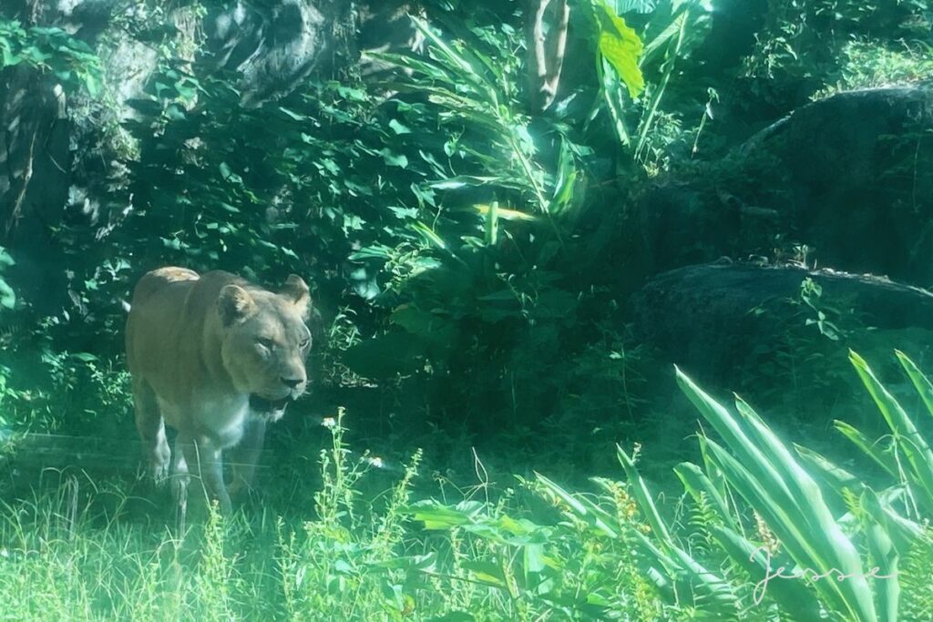 臺北市立動物園－獅子