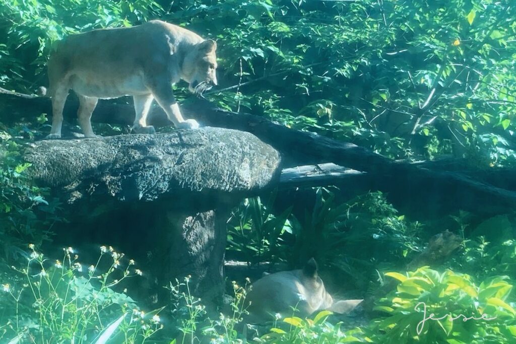 臺北市立動物園－兩隻獅子