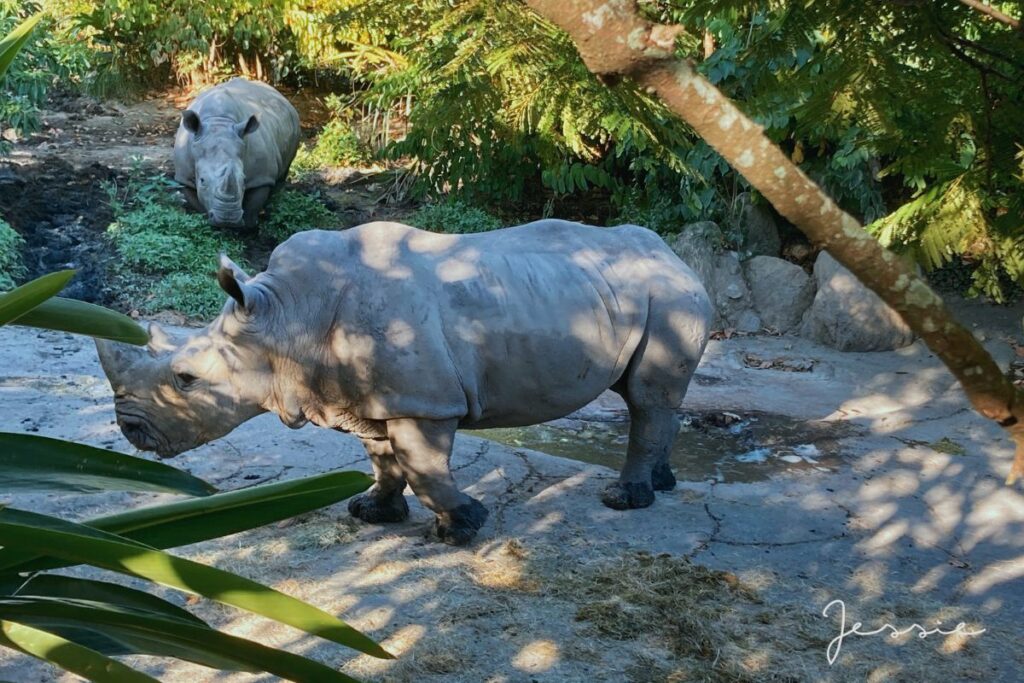 臺北市立動物園－犀牛