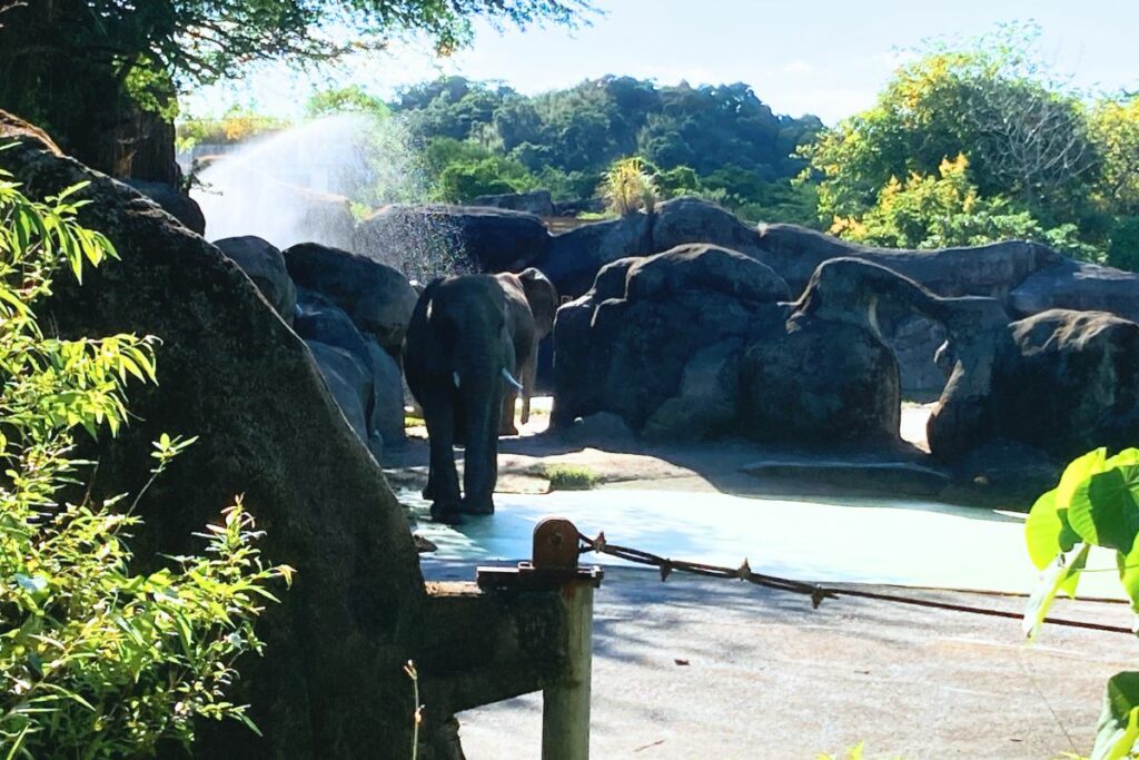 臺北市立動物園－非洲象